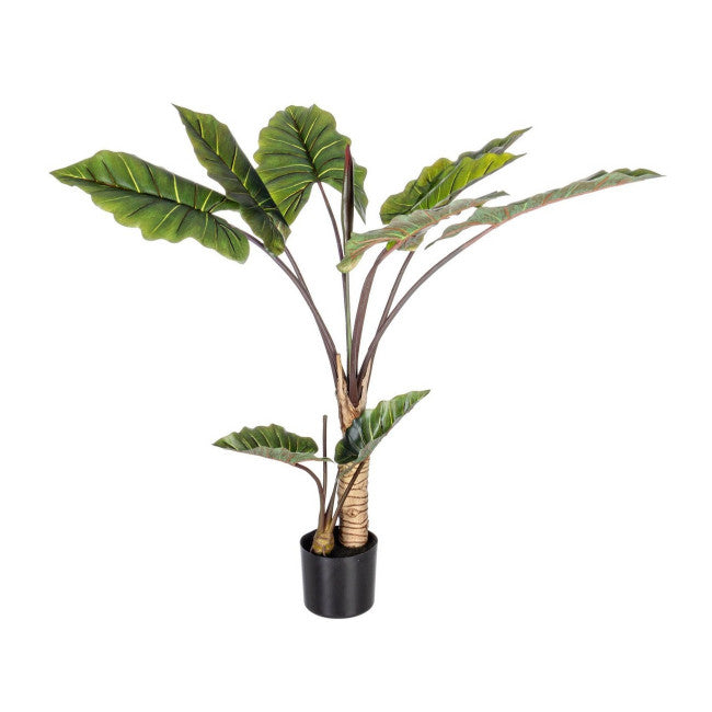 PIANTA DIEFFENBACHIA C-V 10FOGLIE H134