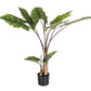 PIANTA DIEFFENBACHIA C-V 10FOGLIE H134