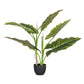 PIANTA DIEFFENBACHIA C-VASO 7FOGLIE H78