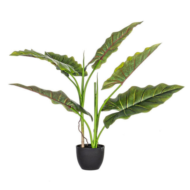 PIANTA DIEFFENBACHIA C-VASO 7FOGLIE H78