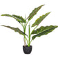 PIANTA DIEFFENBACHIA C-VASO 7FOGLIE H78