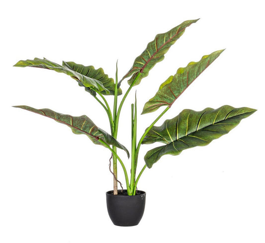 PIANTA DIEFFENBACHIA C-VASO 7FOGLIE H78