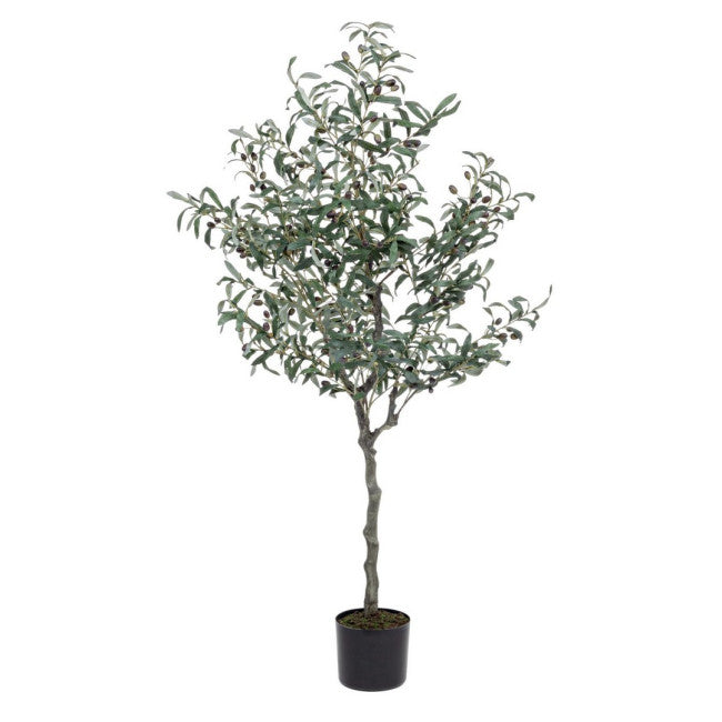 PIANTA ULIVO C-VASO 984FOGLIE H150