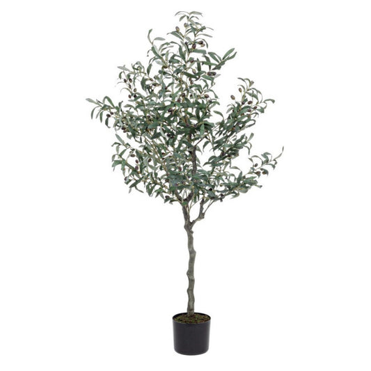 PIANTA ULIVO C-VASO 984FOGLIE H150