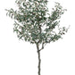 PIANTA ULIVO C-VASO 984FOGLIE H150