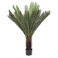 PIANTA PALMA CYCAS C-VASO 28FOGLIE H120
