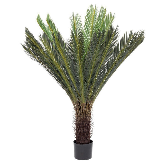 PIANTA PALMA CYCAS C-VASO 28FOGLIE H120