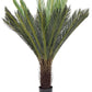 PIANTA PALMA CYCAS C-VASO 28FOGLIE H120