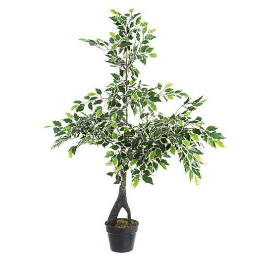 PIANTA FICUS VARIEGATO C-VASO X760F H120
