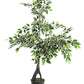 PIANTA FICUS VARIEGATO C-VASO X760F H120