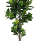 PIANTA FICUS LYRATA C-VASO 153FOGL H190