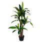 PIANTA DRACAENA C-VASO 65FOGLIE H110