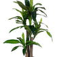 PIANTA DRACAENA C-VASO 65FOGLIE H110