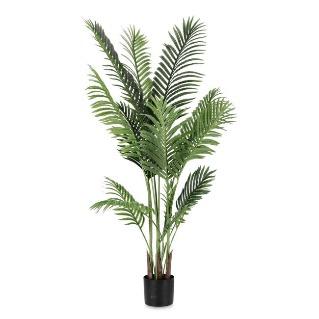 PIANTA KENZIA C-VASO 15FOGLIE H140