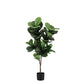 PIANTA FICUS LYRATA C-VASO 72FOGLIE H120