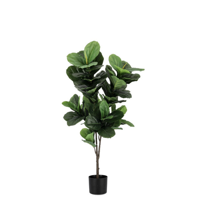 PIANTA FICUS LYRATA C-VASO 72FOGLIE H120