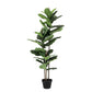 PIANTA FICUS LYRATA C-VASO 39FOGLIE H145
