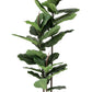 PIANTA FICUS LYRATA C-VASO 39FOGLIE H145
