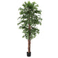 PIANTA FICUS C-VASO 2480FOGLIE H210