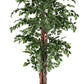 PIANTA FICUS C-VASO 2480FOGLIE H210