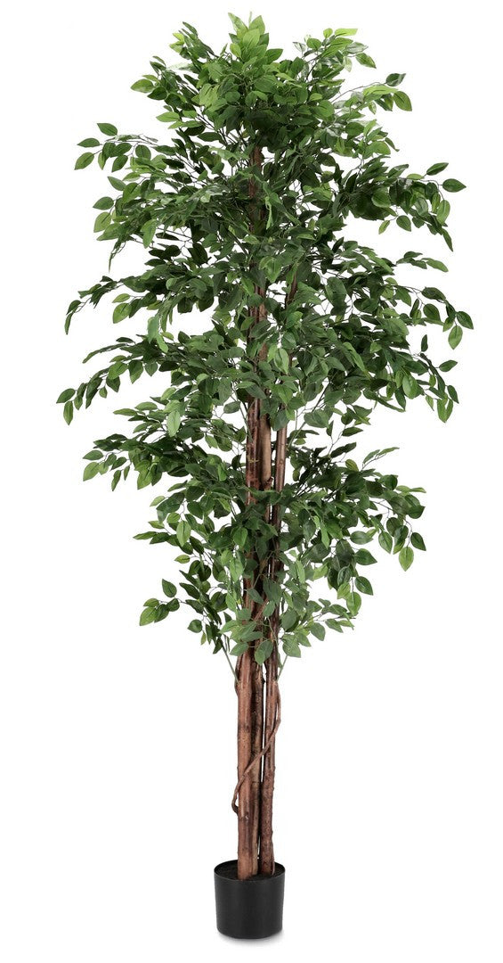 PIANTA FICUS C-VASO 2480FOGLIE H210