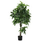 PIANTA PACHIRA AQUATICA C-VASO 360F H160