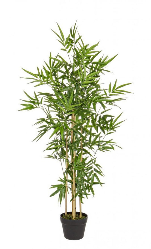 PIANTA BAMBOO C-VASO H130CM