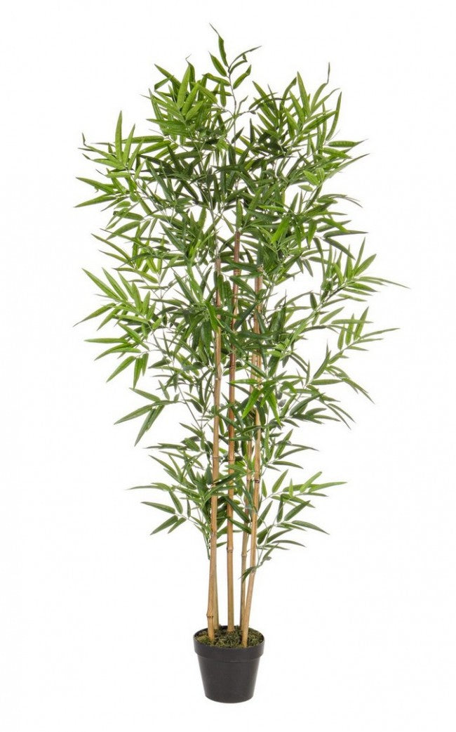 PIANTA BAMBOO C-VASO H155CM