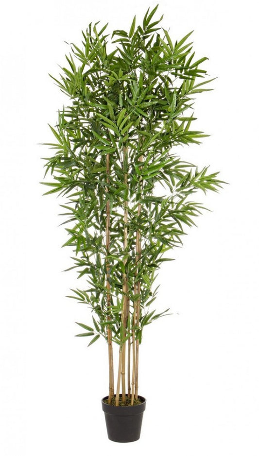 PIANTA BAMBOO C-VASO H185CM