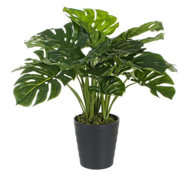 PIANTA FILODENDRO C-VASO 24FOGLIE H65CM