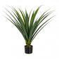 PIANTA RUSCACEAE C-VASO 28FOGLIE H90CM