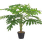 PIANTA FILODENDRO ZIGRINATO C-V 12F H90