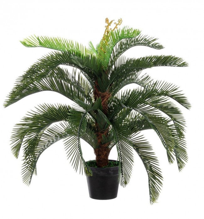 PIANTA PALMA CYCAS C-VASO 30FOGLIE H100