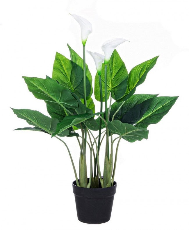 PIANTA CALLA C-VASO 15FOGLIE X3F H68