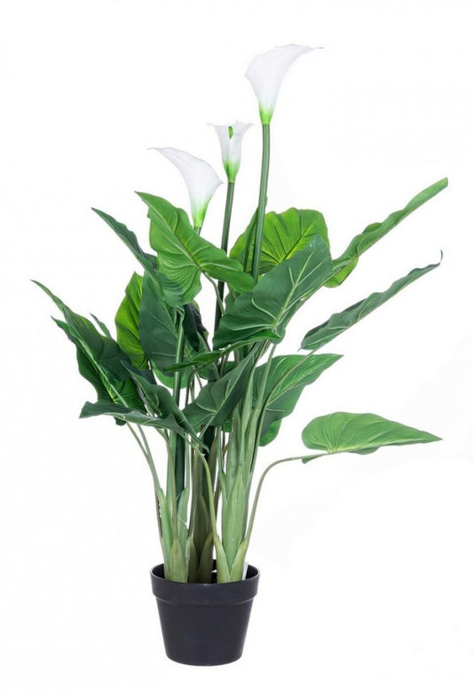 PIANTA CALLA C-VASO 27FOGLIE X3F H100