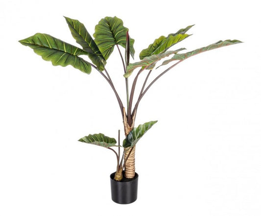 PIANTA DIEFFENBACHIA C-V 10FOGLIE H134