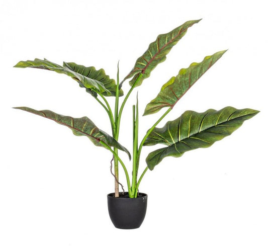 PIANTA DIEFFENBACHIA C-VASO 7FOGLIE H78