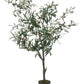 PIANTA ULIVO C-VASO 492FOGLIE H120