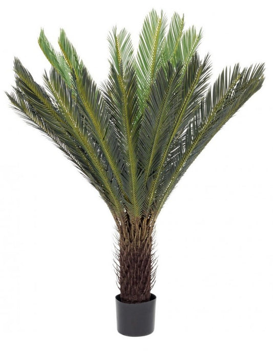 PIANTA PALMA CYCAS C-VASO 28FOGLIE H120