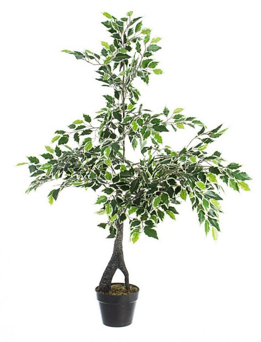 PIANTA FICUS VARIEGATO C-VASO X760F H120