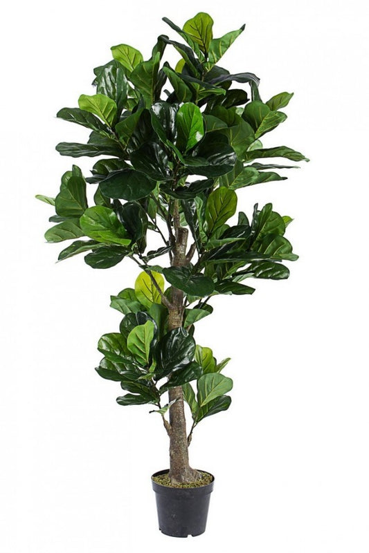 PIANTA FICUS LYRATA C-VASO 153FOGL H190