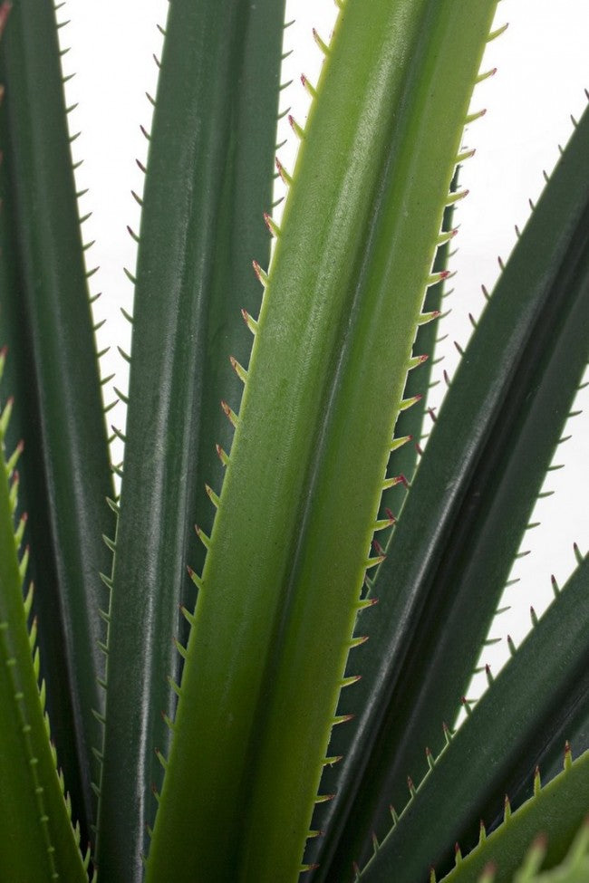 PIANTA RUSCACEAE C-VASO 28FOGLIE H90CM