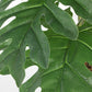 PIANTA FILODENDRO ZIGRINATO C-V 12F H90