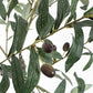 PIANTA ULIVO C-VASO 492FOGLIE H120