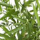 PIANTA BAMBOO C-VASO H130CM