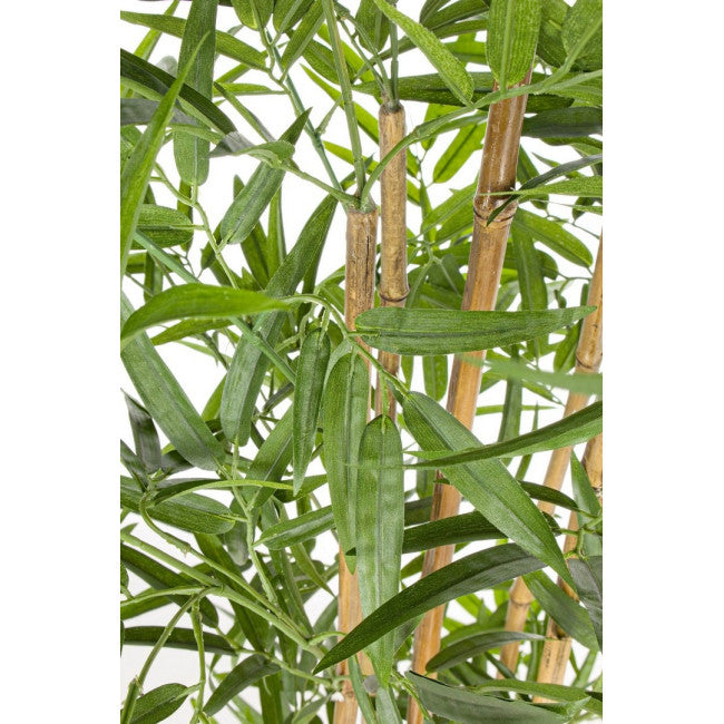PIANTA BAMBOO C-VASO H155CM