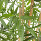PIANTA BAMBOO C-VASO H155CM