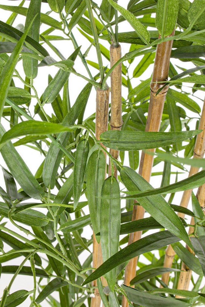 PIANTA BAMBOO C-VASO H155CM