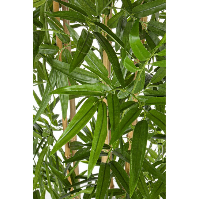 PIANTA BAMBOO C-VASO H185CM