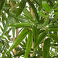 PIANTA BAMBOO C-VASO H185CM